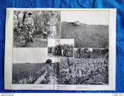 San Paolo Nel 1911: Cotone - Riso - Zucchero - Frumento - Tabacco - Autres & Non Classés