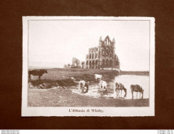 L'Abbazia Di Whitby Nel 1915 WW1 Guerra Città Inglese Bombardata Dai Tedeschi - Ante 1900