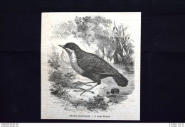 Storia Naturale - Il Merlo D'acqua Incisione Del 1870 - Avant 1900