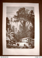 In Messico Nel 1863 Festa Notturna Nella Terra Calda O Tierra Caliente - Ante 1900