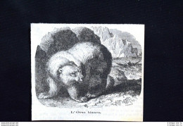 L'orso Bianco Incisione Del 1885 - Ante 1900