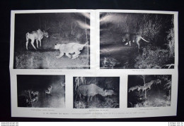 Fotografie Di Felini In Africa, Di Carl George Schillings  Stampa Del 1906 - Other & Unclassified