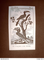 Calao E Tock Incisione Su Rame Del 1813 Buffon Uccello Ornitologia - Ante 1900