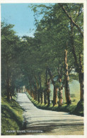 England Torrington Weare Trees Alley Road - Altri & Non Classificati