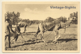 Tunisia: Binage Des Oliviers / Camel Plucks Field (Vintage PC 1910s/1920s) - Other & Unclassified