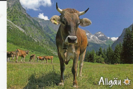 Allgäu, Braunvieh Im Oytal Ngl #D9814 - Other & Unclassified