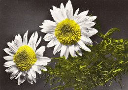 Wunderschöne Blüten (Wer Kennt Sie?) Ngl #E1822 - Andere & Zonder Classificatie