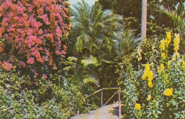 Part Of Sunken Garden, Florida Ngl #E2064 - Autres & Non Classés