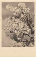 Ein Zweig Weißer Flieder Ngl #E1184 - Autres & Non Classés