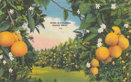 Scene In A Florida Orange Grove Gl1955 #E1231 - Andere & Zonder Classificatie