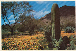 Arizona, A Carpet Of Desert Poppies ... Ngl #E2048 - Autres & Non Classés