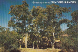 Australien, Ghost Gums, River Reds. Flinders Ranges Ngl #E4017 - Other & Unclassified