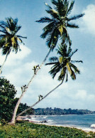 Afrika, Picking Cocoa-nuts Ngl #E4448 - Ohne Zuordnung