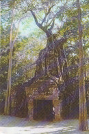 Cambodia, Roots On The Tower Gate Of Tasow Temple Siemreap Ngl #E4569 - Autres & Non Classés