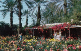 Shields Rose Garden, Near Palm Springs, Calif. Ngl #E6482 - Otros & Sin Clasificación