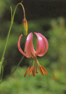 Lilium Pomponium, Lilie Ngl #E6698 - Otros & Sin Clasificación