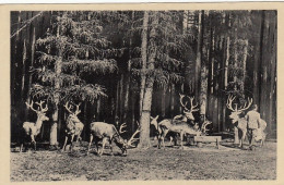 Moritzburg, Jagdschloß, Wildpark Mit Rotwild Ngl #E6977 - Autres & Non Classés