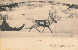 MIKIBP8-026- NORVEGE RENSKYDS CERF TRAINEAU VARDO - Norway