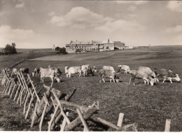 Schwarzwald, Hotel Holdenhof, Am Schauinsland Bei Freiburg I.Breisgau, Glum 1960? #E6811 - Andere & Zonder Classificatie