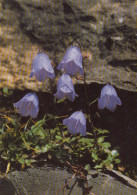 Campanula Uniflora, Einblütige Glockenblume Ngl #E6697 - Sonstige & Ohne Zuordnung