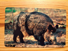 Phonecard Germany A 19 06.02. Wild Boar 6.000 Ex. - A + AD-Series : Werbekarten Der Dt. Telekom AG