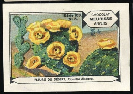 Meurisse - Ca 1930 - 103 - Fleurs Du Désert, Desert Flowers - 5 - Opuntia Discata - Altri & Non Classificati