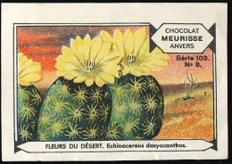 Meurisse - Ca 1930 - 103 - Fleurs Du Désert, Desert Flowers - 8 - Echinocereus - Sonstige & Ohne Zuordnung