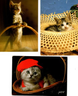 3 Cartes Chats Dans Panier -cats-katzen -poesjes In Mand - Gatos