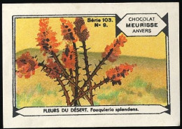 Meurisse - Ca 1930 - 103 - Fleurs Du Désert, Desert Flowers - 9 - Fouquieria - Other & Unclassified