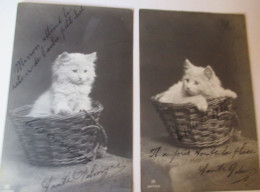 2 Cartes Chat Dans Panier -cats- Katzen -witte Poesjes In Mand - Katten