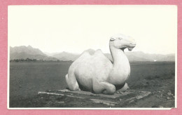 CHINA - Photo - Meili Photographic Studio - PEKING - MING TOMB -  MARBLE CAMEL - 2 Scans - China