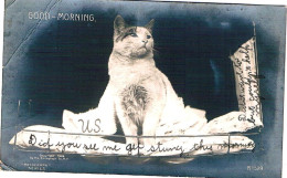 Chat Dans Lit-  Cat -katze - Poes In Bed - Gatos