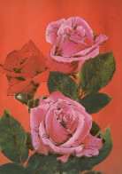 FLOWERS Vintage Postcard CPSM #PAR918.A - Bloemen