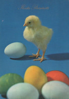 EASTER CHICKEN EGG Vintage Postcard CPSM #PBP072.A - Pascua