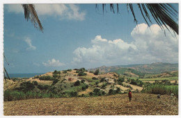 AK 210336 BARBADOS - Harvesting The Cane - Barbados (Barbuda)