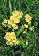 FLEURS PLANTES ARBRES - Schlüsselblume - Cowslip - Primevère - Carte Postale - Bloemen