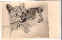 2 Chats Dans Lit-  Cast -katzen -2  Poesjes In Bed - Gatti