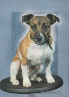 DOG Animals Vintage Postcard CPSM #PAN512.A - Chiens