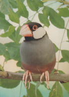 PÁJARO Animales Vintage Tarjeta Postal CPSM #PAN338.A - Pájaros