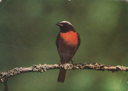 UCCELLO Animale Vintage Cartolina CPSM #PAN234.A - Birds