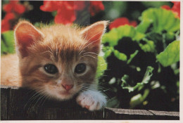 KATZE MIEZEKATZE Tier Vintage Ansichtskarte Postkarte CPSM #PAM600.A - Katten