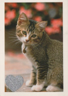 GATTO KITTY Animale Vintage Cartolina CPSM #PAM558.A - Gatti