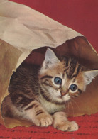 CAT KITTY Animals Vintage Postcard CPSM #PAM486.A - Katten