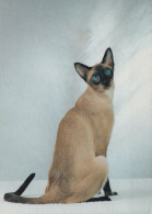 CAT KITTY Animals Vintage Postcard CPSM Unposted #PAM476.A - Katzen