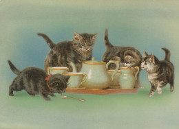 KATZE MIEZEKATZE Tier Vintage Ansichtskarte Postkarte CPSM #PAM480.A - Cats
