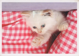 GATO GATITO Animales Vintage Tarjeta Postal CPSM #PAM502.A - Cats