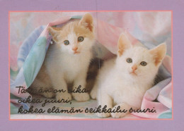 CAT KITTY Animals Vintage Postcard CPSM #PAM446.A - Gatos