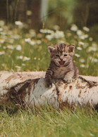 CAT KITTY Animals Vintage Postcard CPSM #PAM461.A - Katten
