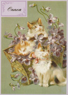 KATZE MIEZEKATZE Tier Vintage Ansichtskarte Postkarte CPSM #PAM405.A - Gatti