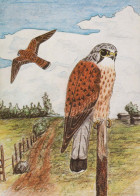 PÁJARO Animales Vintage Tarjeta Postal CPSM #PBR410.A - Birds